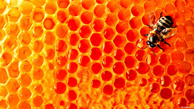 Bee honeycomb honey cells background #2 free wallpaper for desktop - medium preview image