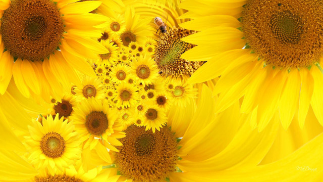 Sunflowers bee field sunshine nature free wallpaper for desktop - medium preview image