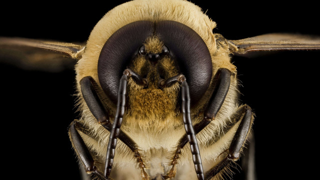 Bee closeup black background brown free wallpaper for desktop - medium preview image