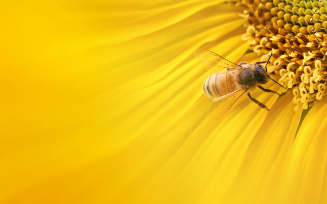 Bee sunflower yellow background ecological free wallpaper for desktop - medium preview image