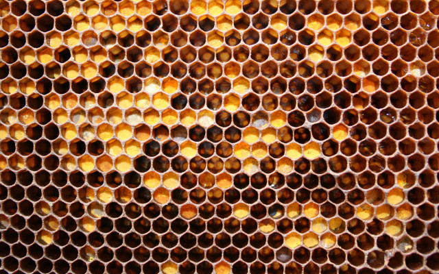 Honeycomb closeup honey background beeswax free wallpaper for desktop - medium preview image