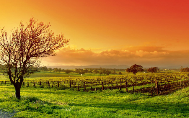 Tree field sunset red sky free wallpaper for desktop - medium preview image