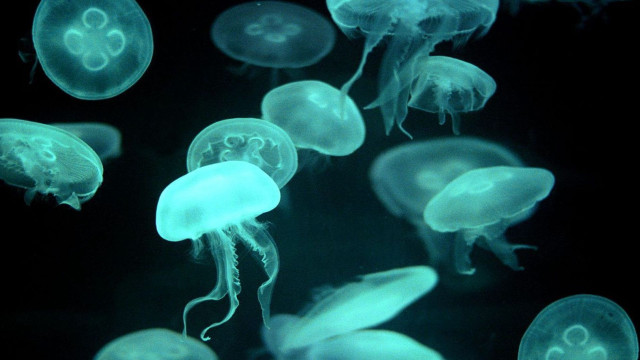 Jellyfish swimming water night time free wallpaper for desktop - medium preview image
