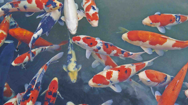 Fish swimming pond water sky free wallpaper for desktop - medium preview image