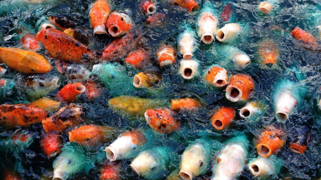 Fish swimming together water camera free wallpaper for desktop - medium preview image