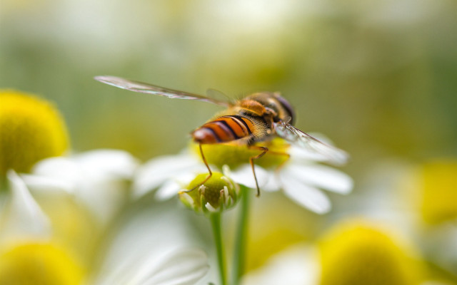 Bee flower macro ecological art free wallpaper for desktop - medium preview image