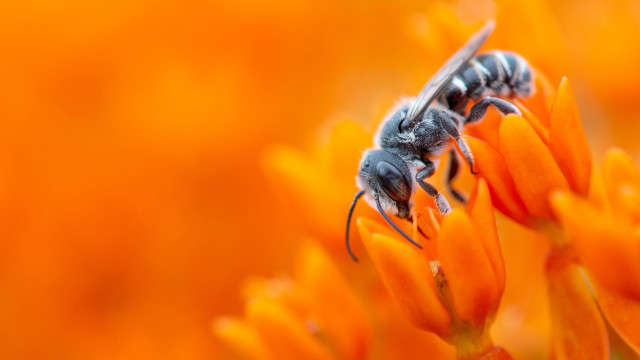 Two bees flower orange sunset free wallpaper for desktop - medium preview image