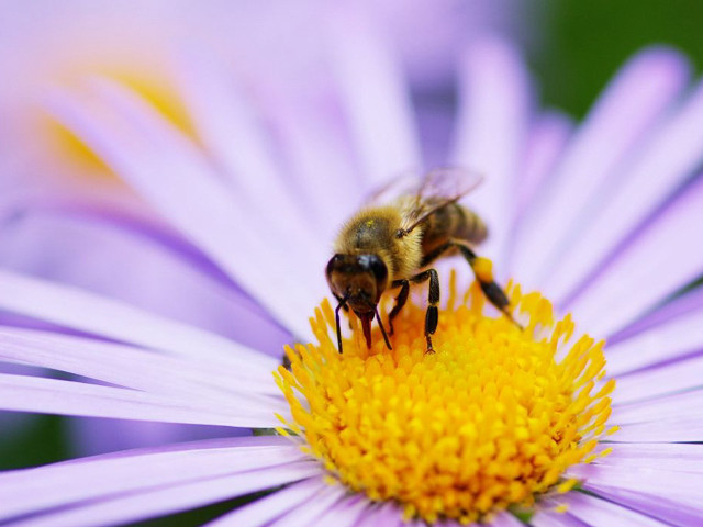 Bee purple flower yellow pollen free wallpaper for desktop - medium preview image