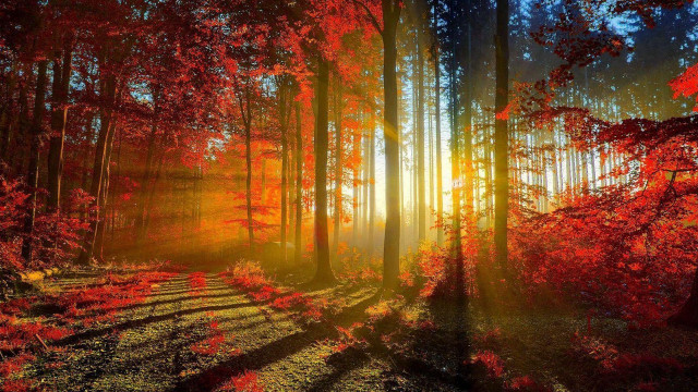 Forest trees leaves sunlight trail free wallpaper for desktop - medium preview image