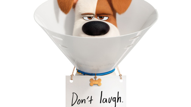 Dog dont laugh sign funny free wallpaper for desktop - medium preview image