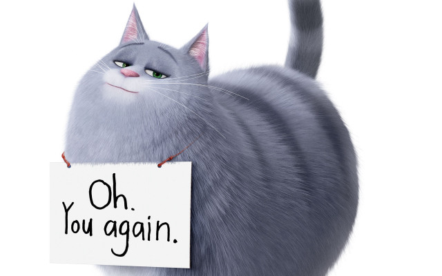 Cat holding sign oh you free wallpaper for desktop - medium preview image