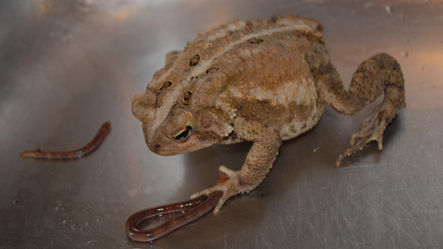 Frog metal scissors worm mouth free wallpaper for desktop - medium preview image