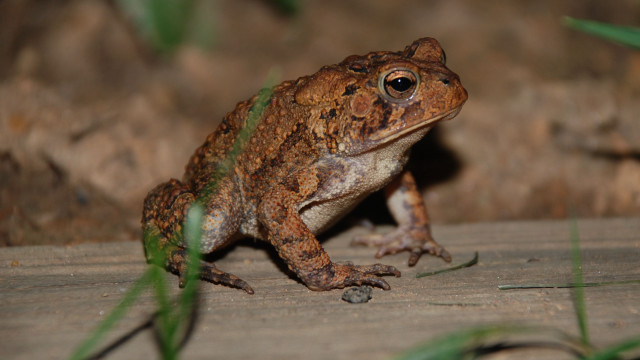 Frog wooden plank grass camera free wallpaper for desktop - medium preview image