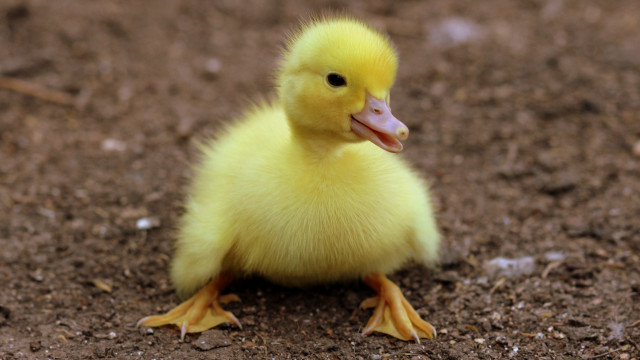 Small yellow duckling sitting dirt free wallpaper for desktop - medium preview image