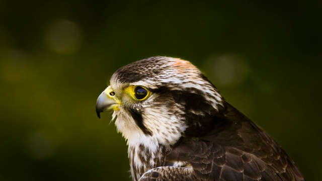 Bird prey yellow eye green free wallpaper for desktop - medium preview image
