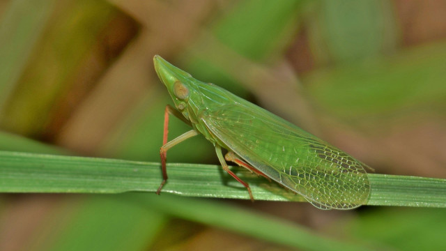 Green insect plant stem macro free wallpaper for desktop - medium preview image