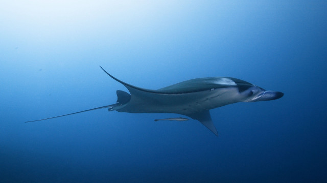 Large fish long nose underwater free wallpaper for desktop - medium preview image