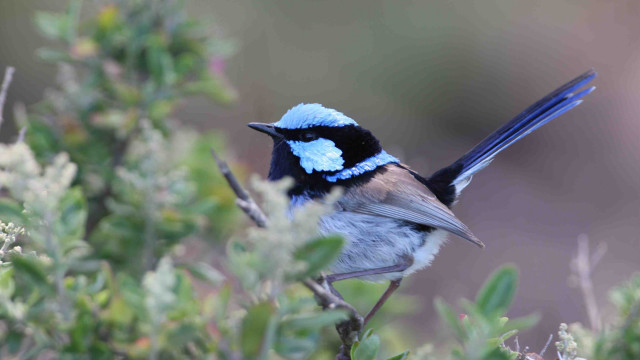 Small bird perched branch bokeh free wallpaper for desktop - medium preview image