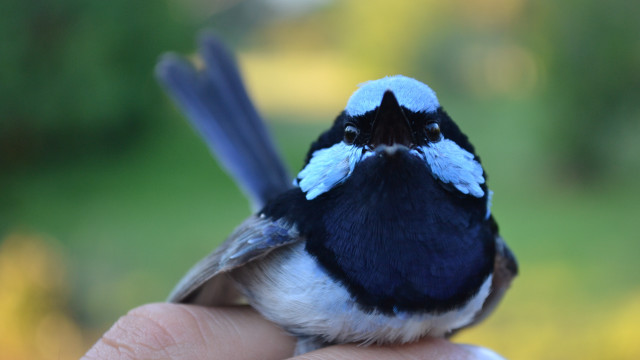 Small bird hand park trees free wallpaper for desktop - medium preview image