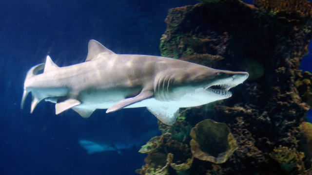 Large white shark aquarium fish free wallpaper for desktop - medium preview image