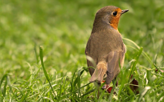 Bird standing grass looking distance free wallpaper for desktop - medium preview image