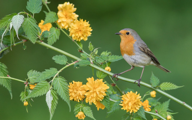 Small bird perched branch yellow #2 free wallpaper for desktop - medium preview image