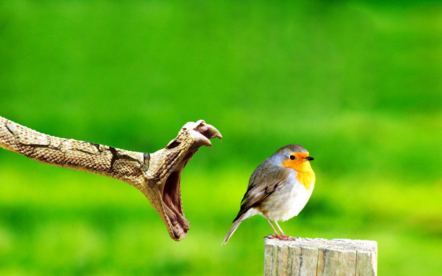 Bird perched wooden post lizard free wallpaper for desktop - medium preview image