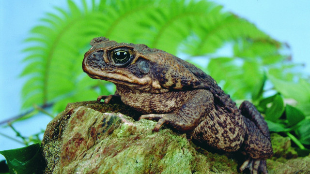 Frog sitting rock garden green free wallpaper for desktop - medium preview image