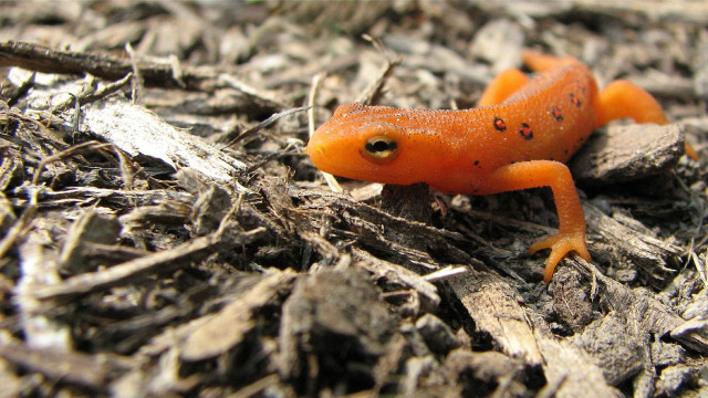 Small orange lizard wood chips free wallpaper for desktop - medium preview image