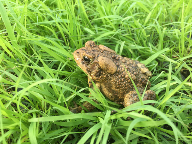 Frog grass camera background image free wallpaper for desktop - medium preview image