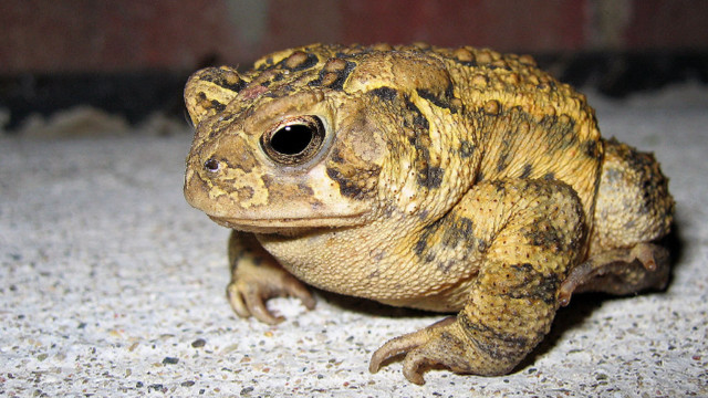 Small brown black frog brick free wallpaper for desktop - medium preview image