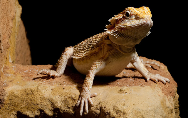 Lizard sitting rock mouth open free wallpaper for desktop - medium preview image