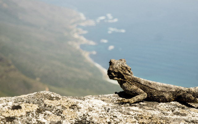Lizard rock water cliff distance free wallpaper for desktop - medium preview image