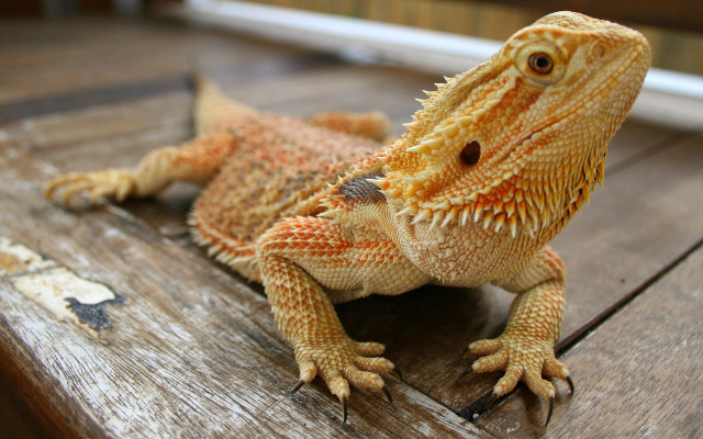 Lizard closeup wooden table blurry free wallpaper for desktop - medium preview image