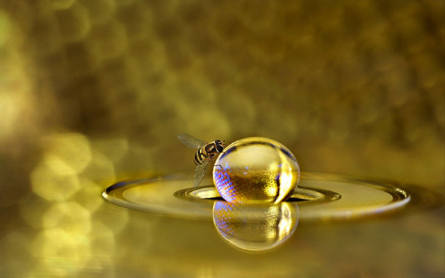Water bee drop blurry background free wallpaper for desktop - medium preview image