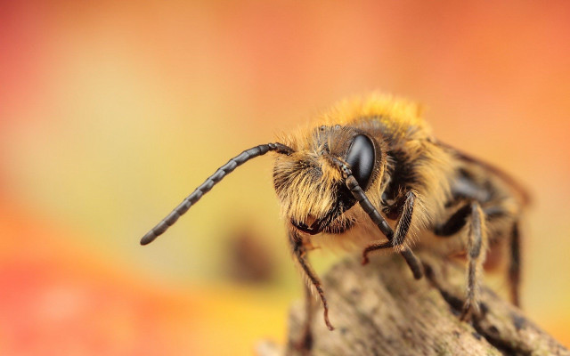 Bee wood macro orange blur free wallpaper for desktop - medium preview image
