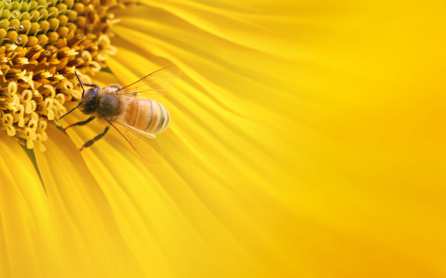 Bee sunflower yellow background blurry free wallpaper for desktop - medium preview image