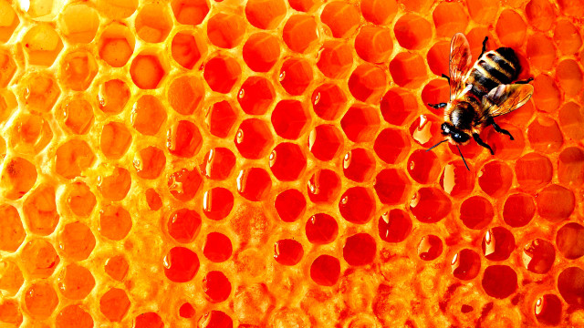 Bee honeycomb honey cells water free wallpaper for desktop - medium preview image