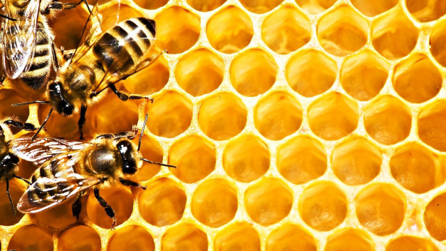 Honeycomb closeup bees side detail free wallpaper for desktop - medium preview image