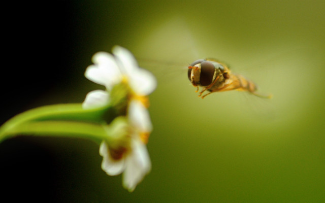 Bee flying over flower blurry free wallpaper for desktop - medium preview image
