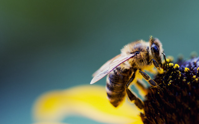 Bee flower wings macro ecological free wallpaper for desktop - medium preview image