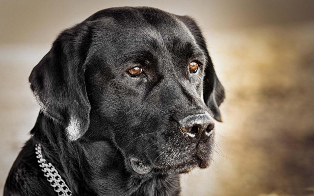 Black dog chain neck serious free wallpaper for desktop - medium preview image