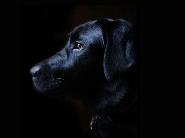Black dog collar looking distance #2 free wallpaper for desktop - medium preview image