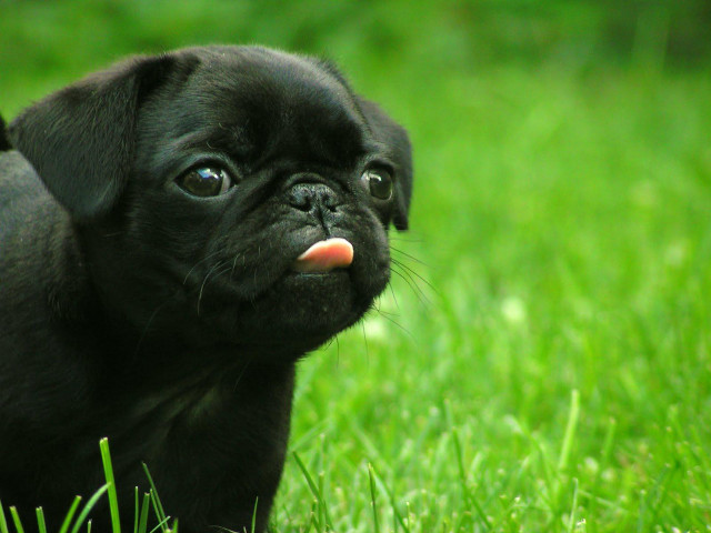 Small black dog green field free wallpaper for desktop - medium preview image