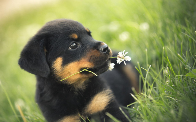 Puppy grass flower smelling blurry free wallpaper for desktop - medium preview image