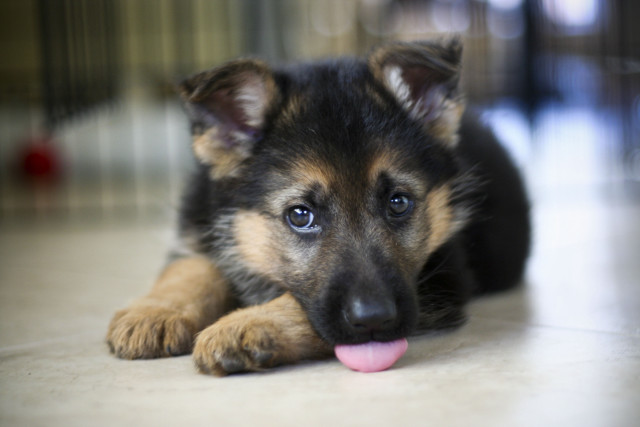 Puppy laying floor tongue out free wallpaper for desktop - medium preview image
