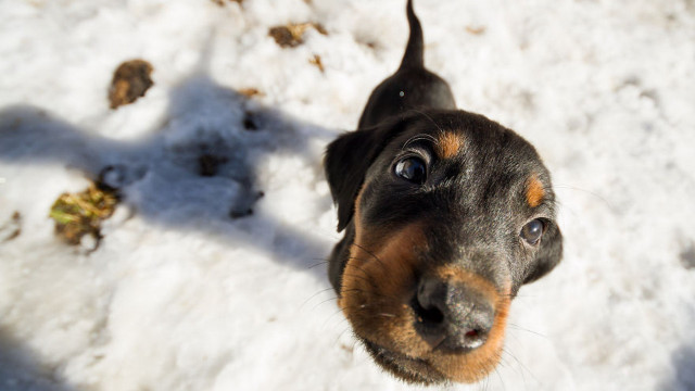 Dog looking up camera snow free wallpaper for desktop - medium preview image