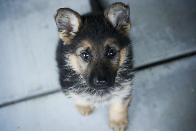 Puppy looking sad camera ears free wallpaper for desktop - medium preview image