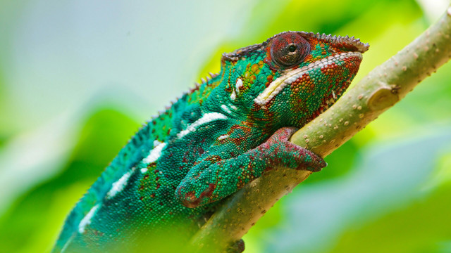 Green red chameleon branch tree free wallpaper for desktop - medium preview image