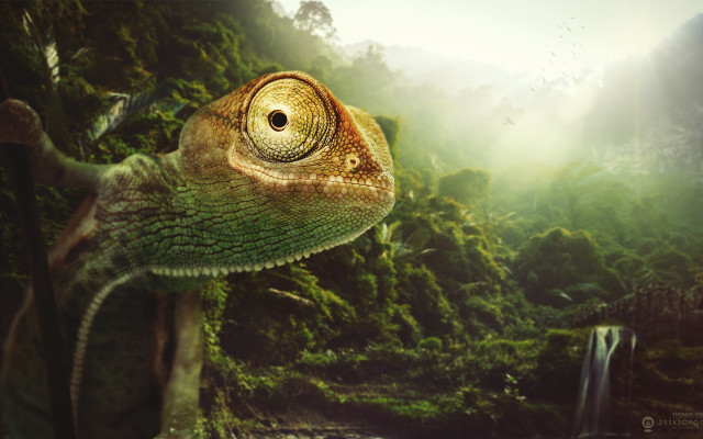 Chameleon forest waterfall bird flying free wallpaper for desktop - medium preview image